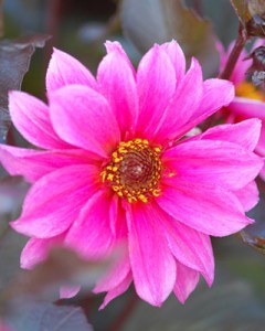 Dahlia Fascination9